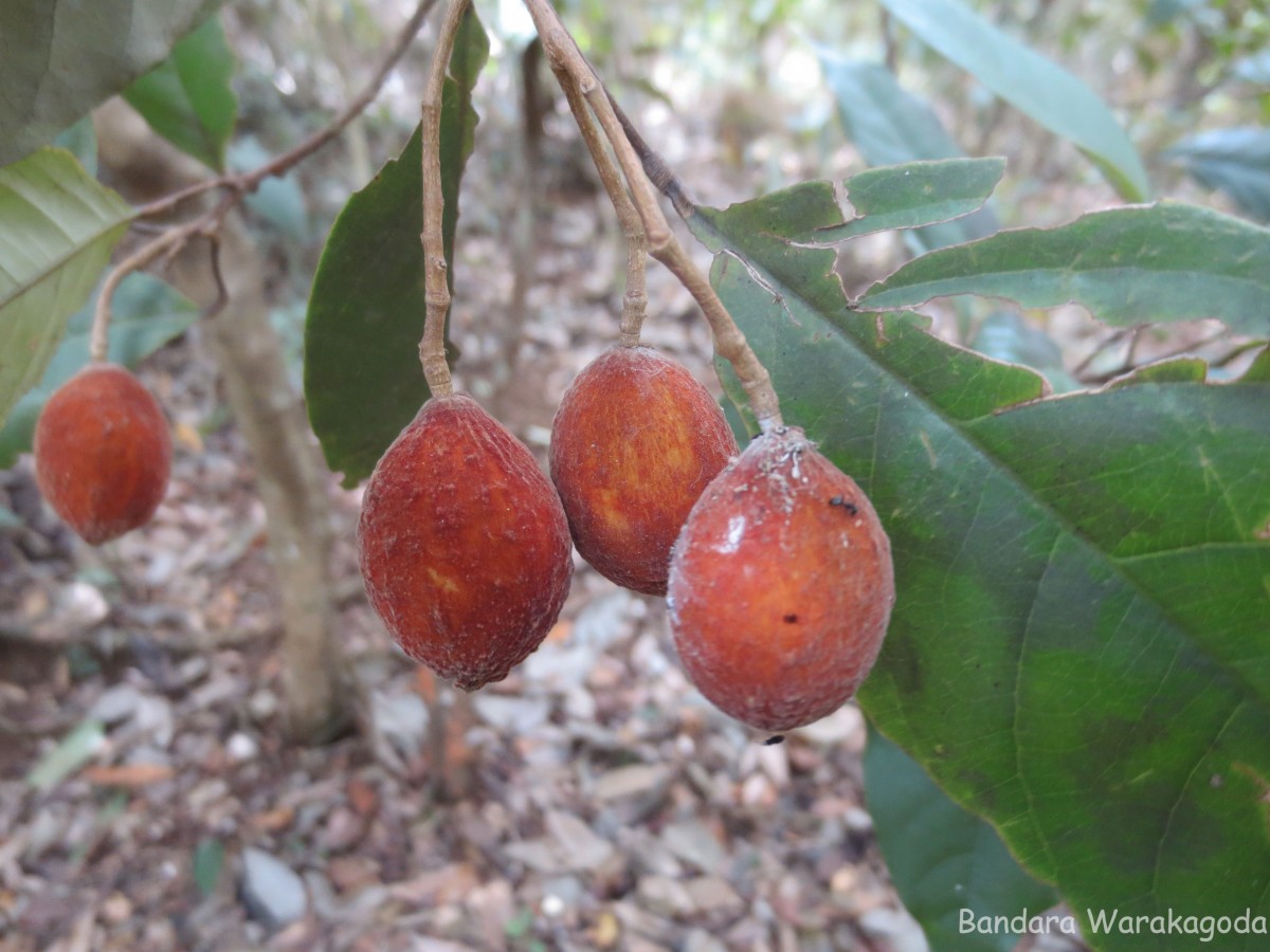 Walsura gardneri Thwaites